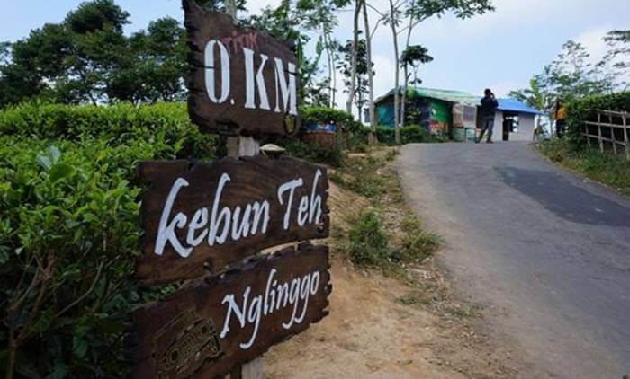 Tempat Wisata Menarik Sekitar Yogyakarta - Nglinggo Tea Garden