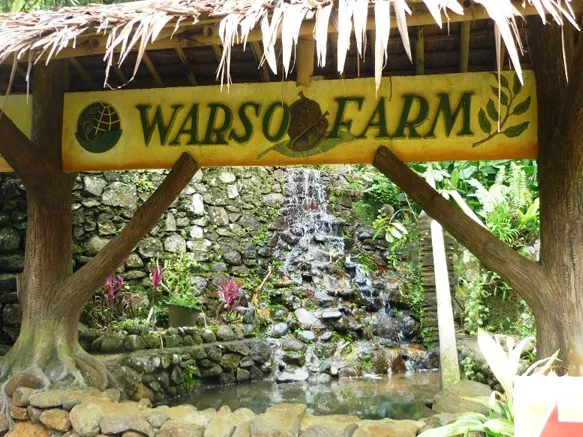 Warso Farm Bogor Wisata Makan Duren
