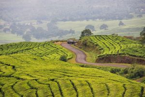 perkebunan teh dempo sumatera selatan