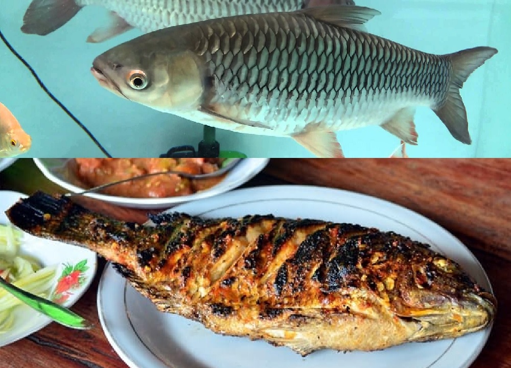 Rekomendasi Makanan Khas Dari Kalimantan Tengah - Ikan Jelawat Bakar
