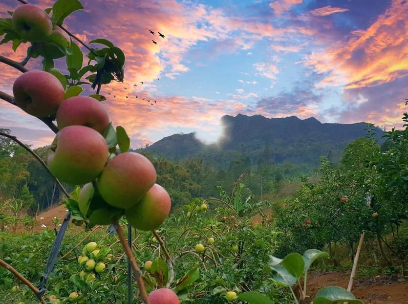 Wisata Memetik Apel di Malang