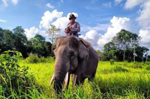 Taman Nasional Way Kambas Tempat Konservasi Gajah