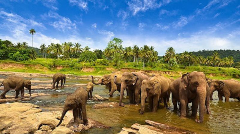 Taman Nasional Way Kambas Tempat Konservasi Gajah